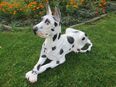 Dekofiguren Hunde Deutsche Dogge liegend in verschiedenen Farben in 06313