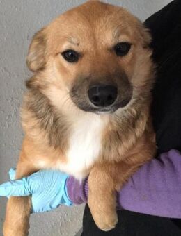 HAPPY sucht ein eigenes Körbchen - Köln