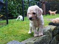 Golden Doodle Welpen - Schwerin