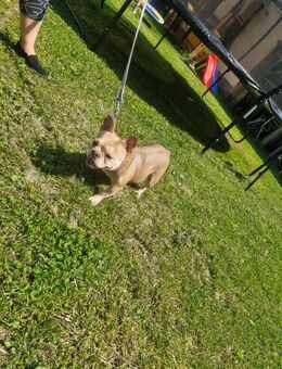Französische Bulldogge - Bochum Wattenscheid