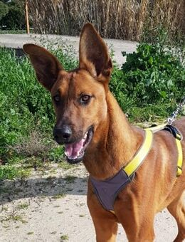 Arthur möchte gerne die Welt entdecken - Laatzen