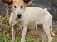 Naya blind herzlos ausgesetzt - Blankenheim (Nordrhein-Westfalen)