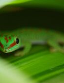 Madagaskar Taggecko High Red Phelsuma Grandis 0. 0. x in 75395