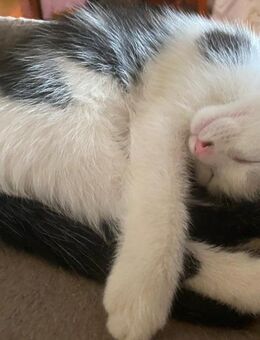 7 Monate altes Hauskatzen Mädel sucht ein neues Revier - Drei Gleichen