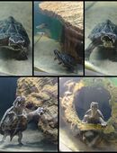 Moschusschildkröte in 86154