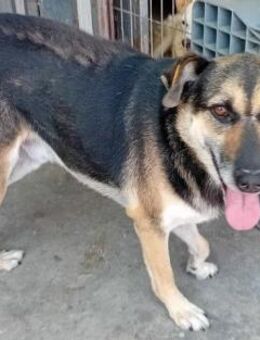 ODIN sucht GNADENBROTPLATZ - Weilheim (Oberbayern)