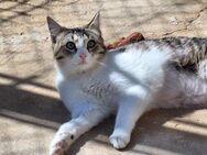Freundliche, sanfte Katze Praga - Karlsruhe