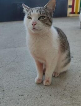 Litsy; flauschiges Gemälde - Geilenkirchen