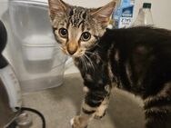 SEHR DRINGEND!! 2 BABYKATZEN ZU VERKAUFEN - Lebach
