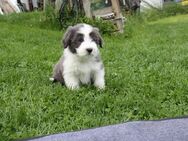 Bearded Collie Welpen - Nöda