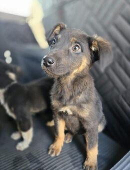 Kiwi, neugieriges Hundemädchen - Philippsburg