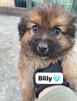 💙 Billy 💙 - Markkleeberg