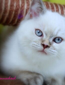 Britischkurzhaarbabys mit Stammbaum - Lamerdingen