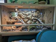 Zwei Terrarien Leopardgecko Terrarium Holz Reptilien Holzterrarium Zubehör mit Besatz - Nüdlingen