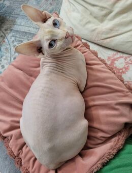 Süße Sphynx sucht neues Zuhause - Berlin