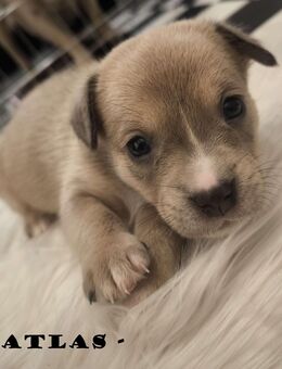 Welpen warten auf ihr Für-immer-Zuhause! - Heidesee