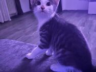 BKH mix kitten nur noch 1 Kater - Oberndorf (Neckar) Zentrum