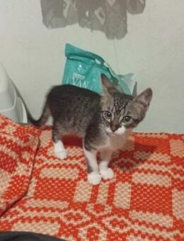 Pepper aus dem Tierschutz - Grevenbroich