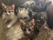 Kleine süße Kittys - Hamburg