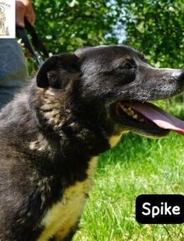 Spike - manche Hunde reden laut ... - Kissing