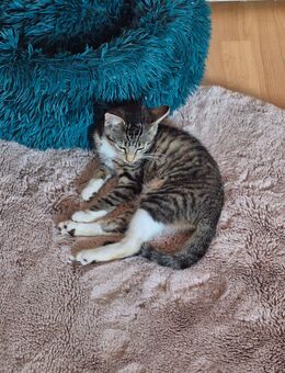 Baby katzen in liebevolle Hände abzugeben - Marklohe