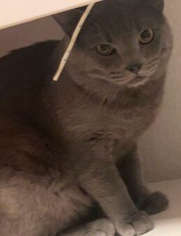Toller Bkh Kater blau 1 Jahr alt verschmust - Essen