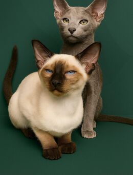 Orientalisch Kurzhaar Kitten, 13 Wochen, abholbereit – 1 Katze, 2 Kater - Neumünster