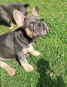 Welpen Französische Bulldogge - Frankfurt (Main) Rödelheim