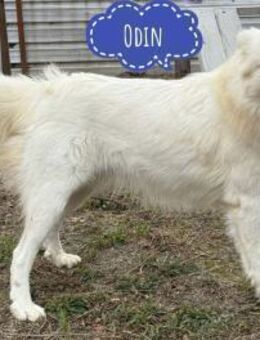 Odin ein toller Bub - Flörsheim-Dalsheim