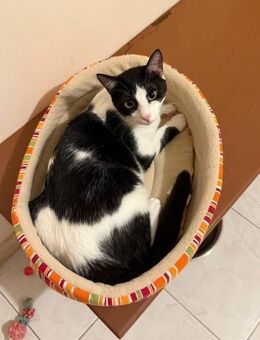 Joel - der fast perfekte Kater - Kirchheim (München)