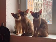Entzückende Chausie-Kätzchen suchen liebevolles Zuhause! - Berlin