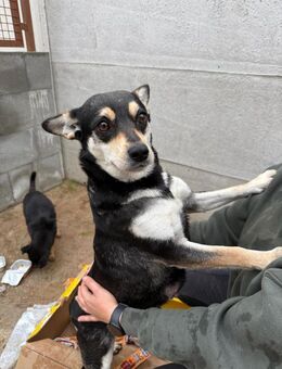 Olympia wartet ab Januar in Hamburg! - Rosengarten (Niedersachsen)