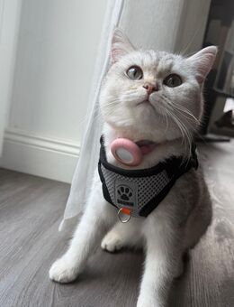 🐾 Deckkater gesucht für unsere BKH-Dame Pamuk 🐾 - Lengerich (Nordrhein-Westfalen)