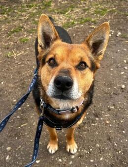 Traumhund REXI sucht seine Menschen - Kallmünz