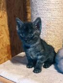 Bengal Kitten in Traum Optik in 16269