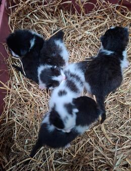Katzenbabys - Aurich