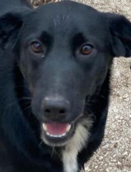 Alon, geb. ca. 02/2025, GRIECHENLAND - Euskirchen