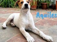 Aquiles1 aufgeschlossener Welpe 1/25 ESP - Ruppertsecken