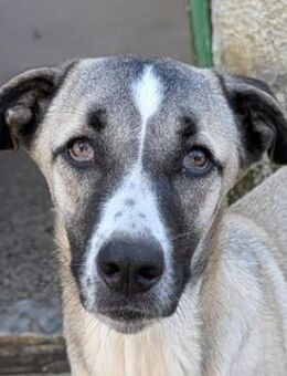 Mia-Melina, geb. 02/2025, Griechenland - Euskirchen