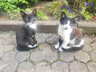 Süßes Katzen-Geschwisterpaar - Uhingen