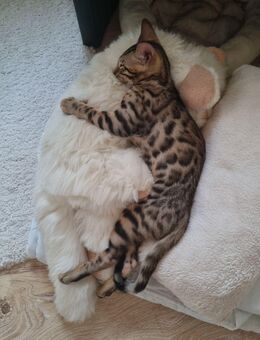 reinrassiges Bengalkitten mit Stammbaum - Hohenmölsen