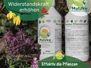 Mutzke Pflanzenkraft - Hankensbüttel