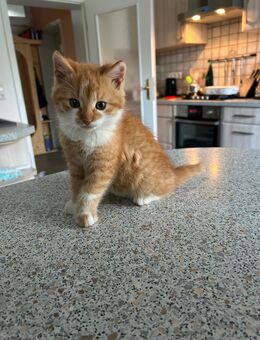 Kleine Miezekatzen suchen eine Familie - Pegau Kitzen