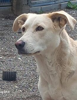 Liz und Max - Paten gesucht - Grevenbroich