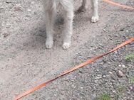 Lunetta - Lucy sucht ein neues Zuhause - Rieden (Rheinland-Pfalz)