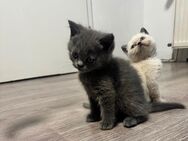 2 BKH kitten suchen liebevolles Zuhause - Marl (Nordrhein-Westfalen)