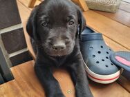 Abgabebereit Goldador/Labrador Retriever/Golden Retriever - Markkleeberg