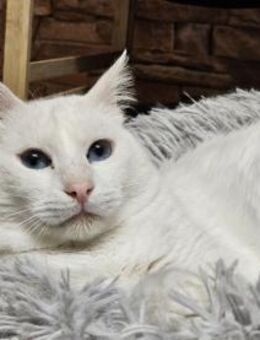 LUKE -sucht Paten und Streicheleinheiten - Sulzbach-Laufen