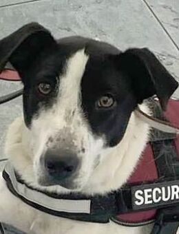 Iris, möchte ihr Herz verschenken - Dittelbrunn