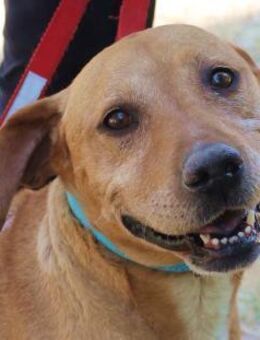 Zara liebe Hündin sucht ihre Familie - Berlin